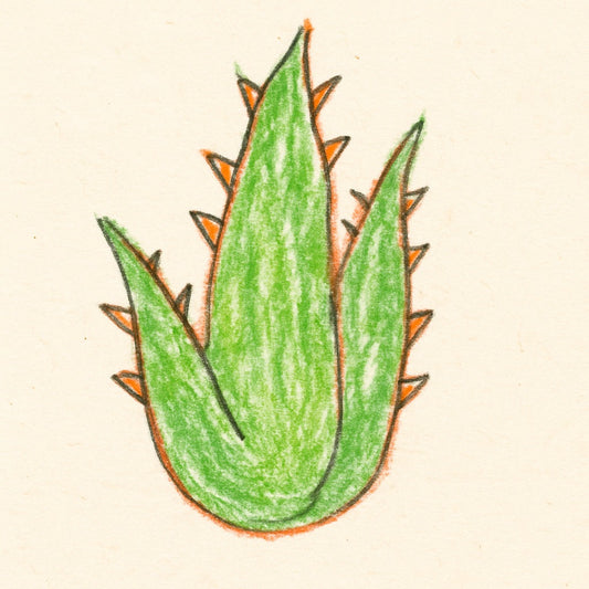 🌿 Benvenuti nel mondo Desi BioFarm: la bellezza nasce dall’aloe. Con amore, naturalmente.